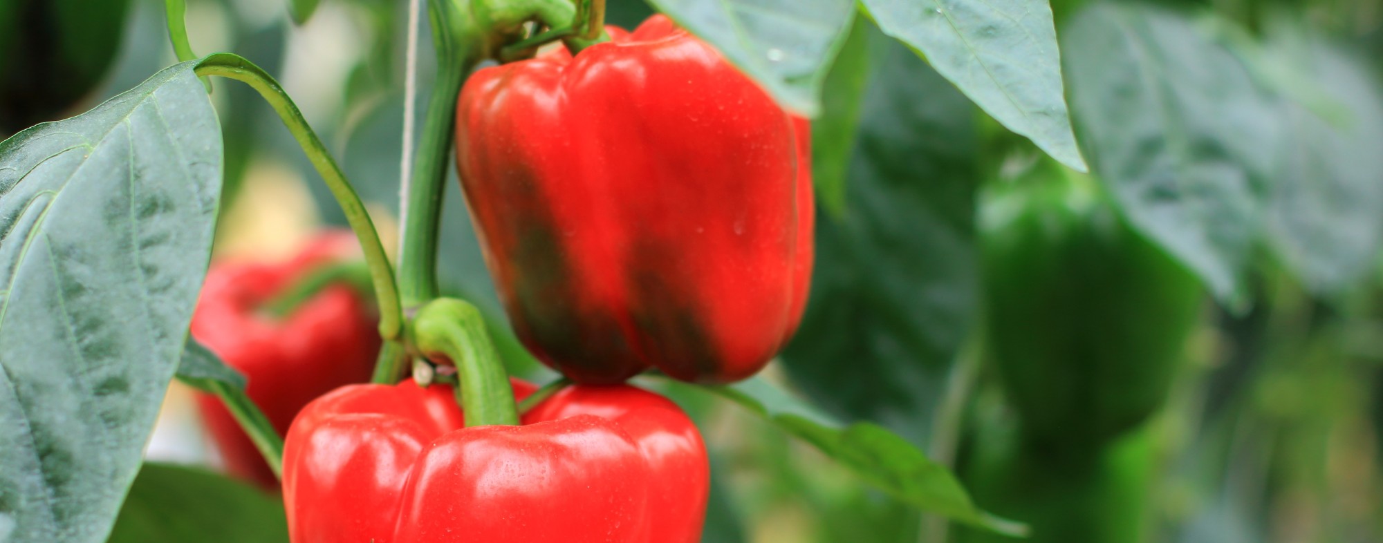 Pimento